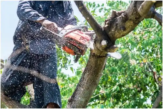 tree services Redwood